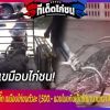 ตัวเงินตัวทองไซส์บิ๊ก เขมือบไก่ชนตัวละ 1,500.- แฉขโมยกินเป็ดไก่มานานกว่า 10 ปี