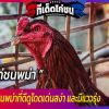 ไก่ชนพม่า ลักษณะไก่ชนพม่าที่ดีดูโดดเด่นสง่า และมีแววรุ่ง