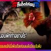 ไก่ชนตัวเก่งออกสู้รบจนบาดเจ็บแต่ไม่ได้นอนพักเอาแรงชน ทำไงดี!