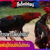 เทคนิคการเพาะเลี้ยงไก่ชนคัดเลือกสายพันธุ์ไก่ชนให้เป็นไก่เก่ง