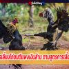 สูตรการเลี้ยงไก่ชนตีแพงเงินล้าน ตามสูตรการเลี้ยง 21 วัน