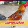 เทคนิคการควบคุมน้ำหนักและเลี้ยง ไก่หนุ่มให้พอดี บินดี แรงดี ไม่มีตก