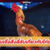 ความเชื่อสิ่งลี้ลับเกี่ยวกับไก่ชน