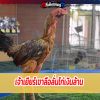 ไก่ชนตัวดังเจ้าเยียร์เขาลือลั่นไก่เงินล้าน พม่าแข้งคมแห่งที่ราบสูง แชมป์สนามมหาล