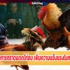 ประโยชน์ของการกราดแดดไก่ชน เพิ่มความแข็งแรงในการลงสังเวียน