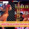 เจ้าหลังสวน ยอดไก่ป่าก๋อย ของ พ.ศ.นี้แชมป์ สองล้านสอง สนามนานาภาค วิหารแดง