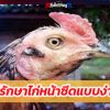 วิธีรักษาไก่หน้าซีด 