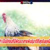 ไก่ชนพม่า เป็นไก่ชนที่มีพัฒนาสายพันธุ์มาดีที่สุดในยุคนี้หรือไม่