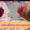 4 สายพันธุ์ไก่ชนพม่าลูกผสม