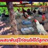 การผสมพันธุ์ไก่ชนให้ได้ลูกดก