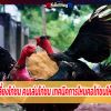 วิธีการเลี้ยงไก่ชน คนเล่นไก่ชน เทคนิคการโหนคอไก่ชนให้แข็งแรง