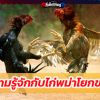 ทำความรู้จักกับไก่พม่าโยกขยับบน