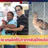 เขาทราย แกแล็คซี่ นักชกตำนานแชมป์โลกเมืองไทย ปะทะกับ ไก่ชนเจ้าล็อทไวเลอร์