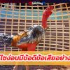 ไก่ไซง่อนมีข้อดีข้อเสียอย่างไร