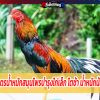 สูตรน้ำหมักสมุนไพรบำรุงไก่เล็ก โตช้า น้ำหนักน้อย  