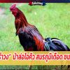 เจ้าแจ้รำวง ม้าล่อไอคิว สมรภูมิเดือด ชนะ 11 ไฟท์