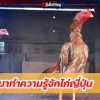 มาทำความรู้จักไก่ญี่ปุ่นหรือซาโมะ