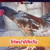 ไก่พม่าใต้หวัน สายพันธุ์ลูกผสมที่น่าจับตามอง แกร่ง ดื้อแข้ง