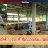 ซุ้มจักรินฟาร์ม ไก่เงินล้าน พัฒนาหลากสายพันธุ์เพื่อการเป็นนักสู้ฝีมือดีที่สุด
