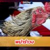 ไก่พม่าล่อรำวง