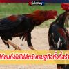 ทำไมไก่ชนถึงไม่ใช่สัตว์เศรษฐกิจทั้งที่สร้างรายได้มูลค่าหลายล้านบาทต่อปี