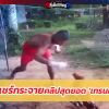 เทรนเนอร์ไก่ชน’ ชื่นชมเทรนเนอร์ลงทุนฝึกซ้อมไก่ชนด้วยตัวเอง ไม่กลัวได้รับบาดเจ็บ
