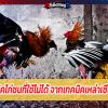 เทคนิคไก่ชนที่ใช้ไม่ได้ จากเทคนิคเหล่าเซียนไก่