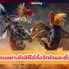 เพาะไก่ชนอย่างไรให้ได้ทั้งจิตใจและชั้นเชิงที่ดี