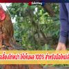 สูตรการเลี้ยงไก่พม่า ให้เห็นผล 100% สำหรับมือใหม่เลี้ยงไก่ชน