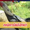 เทคนิคการไล่แข็งไก่พม่าต้องเลี้ยง ทำอย่างไรถึงจะไม่ให้เ สี ยไก่