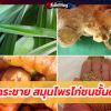 กระชาย สมุนไพรไก่ชนชั้นดี