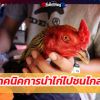 เทคนิคการนำไก่ไปชนไกลๆ