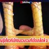  ความรู้เกี่ยวกับไก่ชนรวบรวมทีเด็ดเกล็ดพิ ฆ า ต