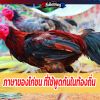 ภาษาของไก่ชน ที่ใช้พูดกันในท้องถิ่น 