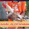 เจ้าพระจันทร์เสี้ยว หรือ เจ้าโด้ ประวัติเป็นไก่สายพันธุ์พม่าม้าล่อ เพาะโดยพี่ไหน