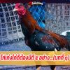 ไก่เก่งไก่ดีต้องมีดี ๕ อย่าง....(บทที่ ๑)