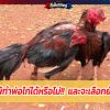 ไก่แพ้ทำพ่อไก่ได้หรือไม่!!และจะเลือกยังไง