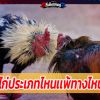 ไก่ประเภทไหนเเพ้ทางไหน