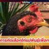 เคล็ดลับการคัดเลือก ไก่แม่พันธุ์เพื่อการพัฒนา