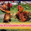 ประวัติไก่ชน ที่ยาวนานตั้งแต่สมัยพระเจ้าอเล็กซานเดอร์มหาราช