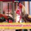 วิธีดูลักษณะของไก่ชนสายพันธุ์ดี ของคนโบราณ