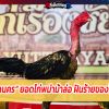 เจ้ามหานคร ยอดไก่พม่าม้าล่อ ฝันร้ายของไก่เชิง