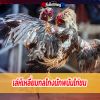 เล่ห์เหลี่ยมกลโกงนักพนันไก่ชน 