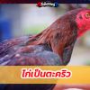 ไก่เป็นตะคริว 