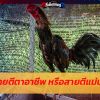 ไก่ชนสายตีตาอาชีพ หรือสายตีแม่นวงแดง