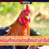 จริงหรือไม่ที่ไก่ชนไทยตีต่อสู้ไก่ชนต่างชาติไม่ได้?