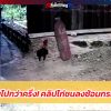 ซ้อมดีมีชัยไปกว่าครึ่ง! คลิปไก่ชนลงซ้อมกระสอบทราย