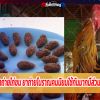 ความรู้ยาถ่ายไก่ชน ยาถ่ายโบราณคนนิยมใช้กันมากมีส่วนผสมดังนี้