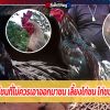 ไก่ชนไทย ไก่ชนที่ไม่ควรเอาออกมาชน เลี้ยงไก่ชน ไก่ชนออนไลน์สด