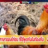 ภาษาของไก่ชน ที่ใช้พูดกันในท้องถิ่น 2